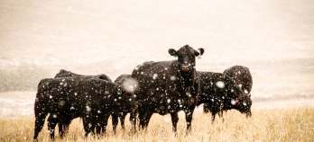 Black cattle in corn stalks