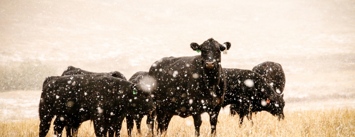 Black cattle in corn stalks