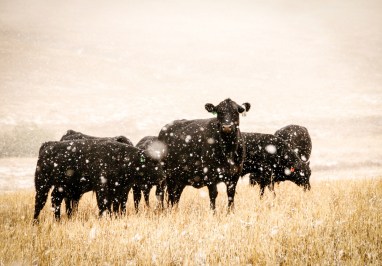 Cows in Snow