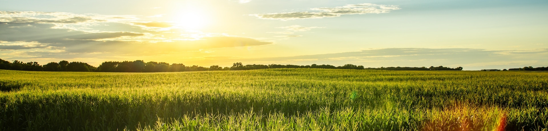 Corn field